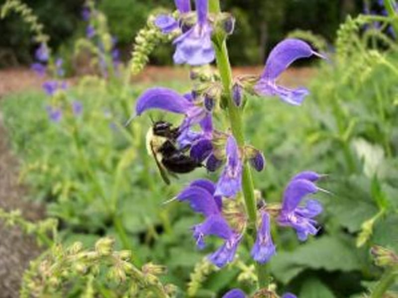 purple flower