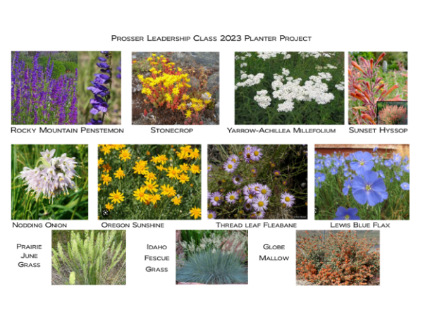 Flower Planters